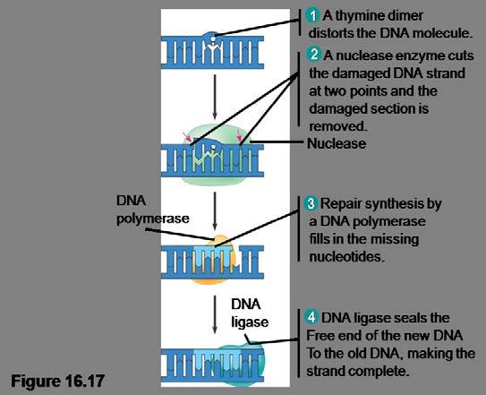 The DNA Replication Complex : -various proteins that participate in DNA replication actually form a single large complex.