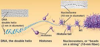 -4 types of histon are most common in chromatin (H2A,H2B,H3,H4) and they are critical to the next level of DNA. a fifth type histone called (H1). -Histons are very similar among eukaryotes. 3.