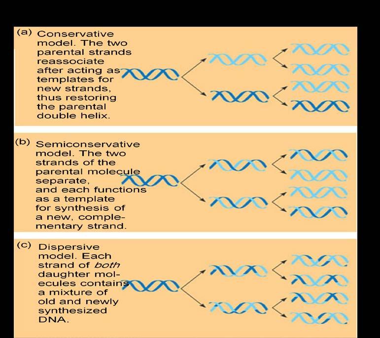 3- DNA replication is semi-conservative "Each of the two new daughter molecules will have one old strand, derived from the parent molecule, and one newly made strand" Note : there was 3 possibilities