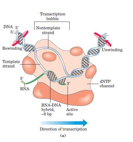 Transcription by RNA