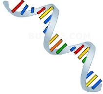 Nucleic Acid Polymers: Deoxyribonucleic Acid (DNA): 1. Double stranded 2. Deoxyribose Sugar 3.