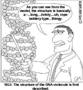 1953, James Watson & Francis Crick The structure of DNA could be