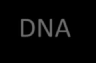 DNA Replication DNA DNA 1.