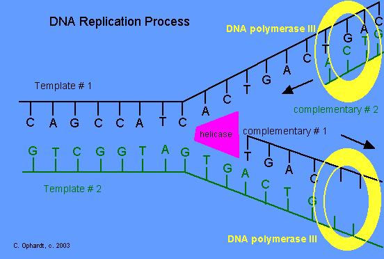 5. Ensuring accurate DNA replication: DNA base pairing