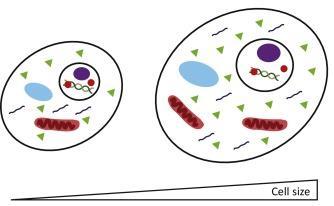Cell Division Why do cells divide? 1. Increased efficiency: shorter travel distances inside cell 2. Diffusion is slow 3.