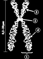 c. Parts of a Chromosome after DNA Replication: 1. Chromatid 2.