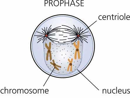 1. Prophase: Chromatin condenses into discrete chromosomes Mitotic spindle forms Nucleolus disappears Nuclear