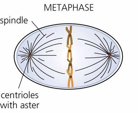 2. Metaphase: Centrioles are at opposite poles of cell Chromosomes are lined up at center of