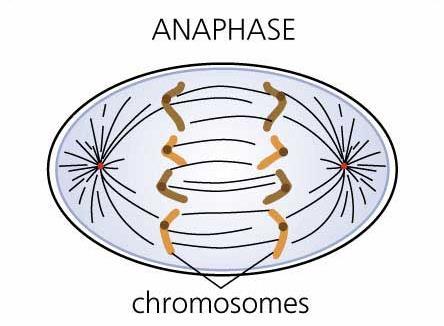 3. Anaphase: Sister chromatids are separated Spindle fibers