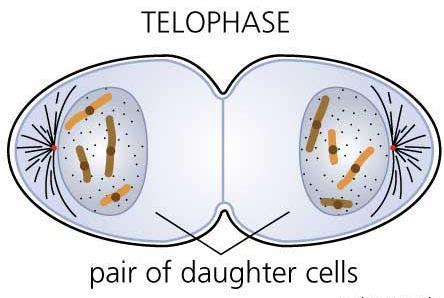 4. Telophase Nuclear envelope reforms around chromosomes at opposite