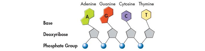 Nucleotides join by covalent bonds between their sugar & phosphate groups.