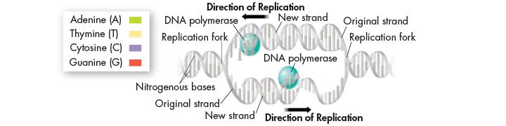 12.3- DNA Replication In eukaryotic