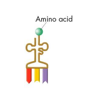 Transfer RNA: transfers each amino acid to the