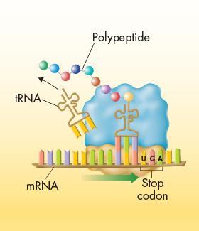 codon is reached ribosome releases the