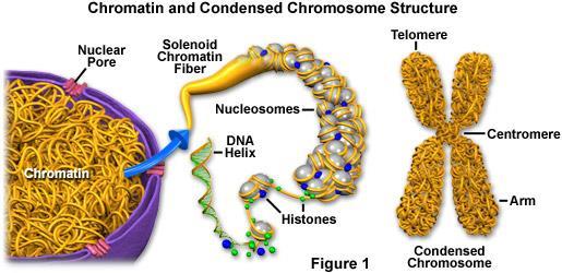 Chromatin- long strands of DNA wrapped around