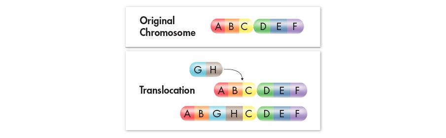 13.3- Mutations Chromosomal Mutations: Translocation- occurs when part of one