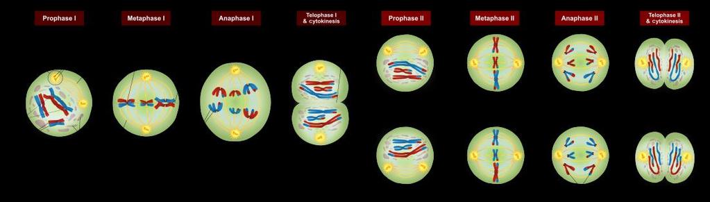 Meiosis- cell division that reduces the number of chromosomes by half to produce gametes- sex cells *prodcues