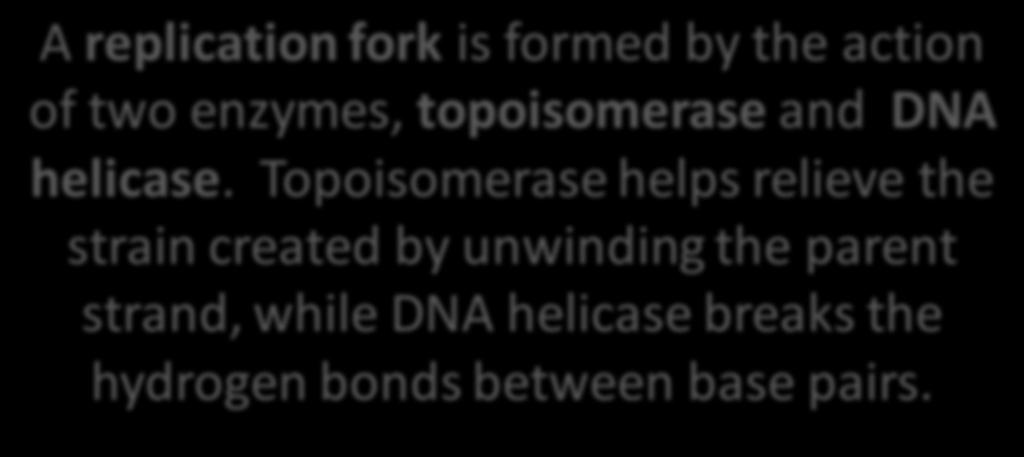 A replication fork is formed by the action of two enzymes, topoisomerase and DNA helicase.