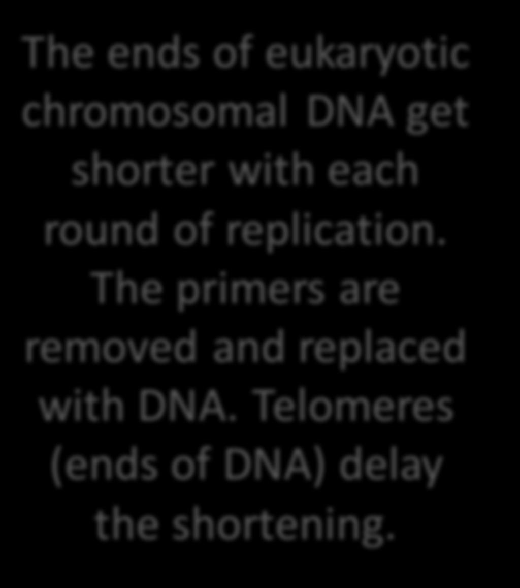 The ends of eukaryotic chromosomal DNA get