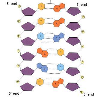 A DNA strand is directional; it has a 3 end and