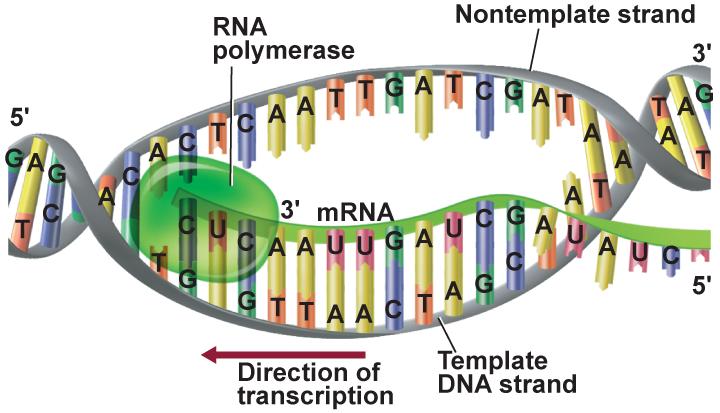 12.3 DNA, RNA, and Protein Transcription process in which DNA makes RNA Through transcription, the DNA code is transferred to