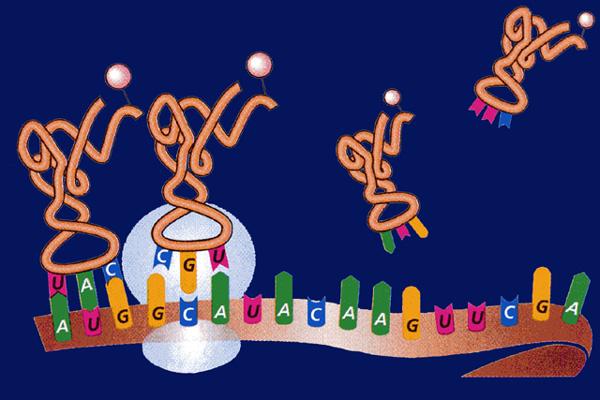 The role of transfer RNA A new trna molecule carrying