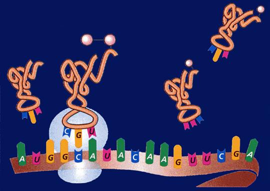 The role of transfer RNA The amino acids are joined when a