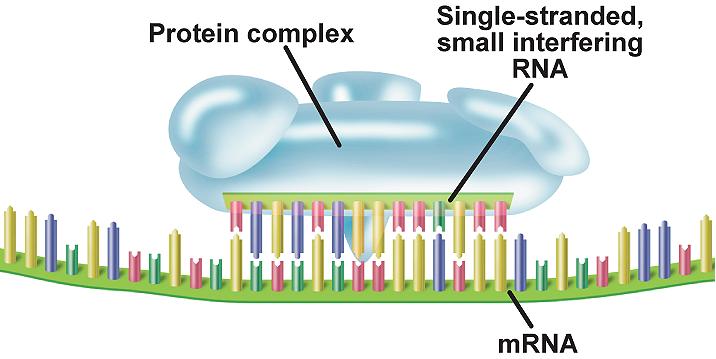 12.4 Gene Regulation and Mutation RNA Interference RNA