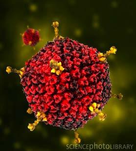 Adenoviruses: temperature and