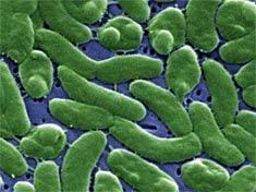 Vibrio vulnificus Gram-negative naturally occurring halophilic (salt-loving) bacterium