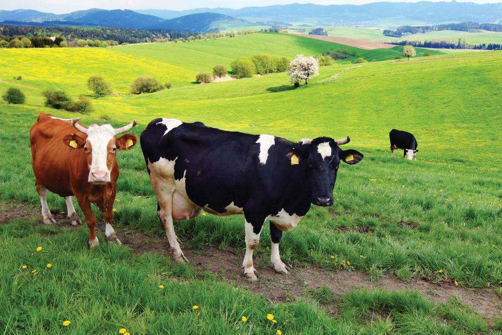 SHADES OF GREEN: Quantifying the Benefits of Organic Dairy