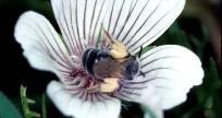 Native Bees: