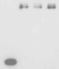 Figure 3 PIF3 interacts with PPK1, PPK, PPK3 and PPK in vitro. a, PIF3 interacts with PPK1 in vitro.