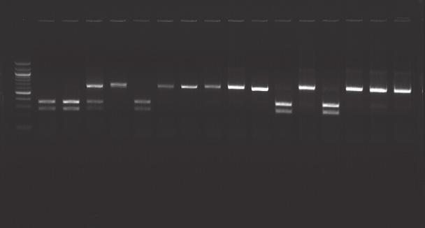 Accurate genotype determination in HEK 293 cells Controls Individual clones after C4BPB editing WT M B WT 1 2 3 4 5 6 7 8 9 10 11 12 13 14 15 Cas9/sgRNA cleaves both copies Cas9/sgRNA cleaves only