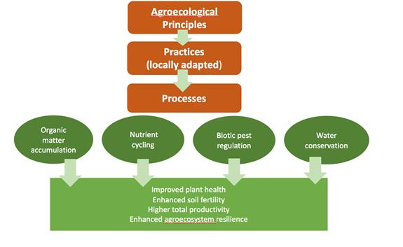 Agroecology: principles, practices and processes Agroecological