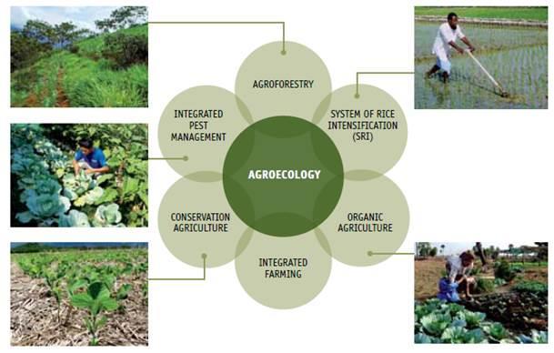 Agroecological approaches Agroecology takes different technological forms depending on the prevailing socioeconomic and biophysical circumstances of farmers.