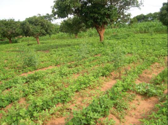 Impacts on adaptation (2) and mitigation Protection from erosion, enhancing soil fertility and water retention Legumes fix Nitrogen and pigeon pea has deep roots that draw nutrients from deeper in