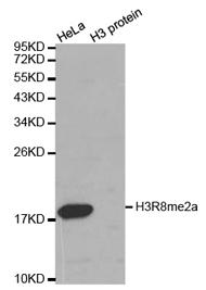 Histone H3R8 Dimethyl Asymmetric (H3R8me2a) Polyclonal Antibody (Component Cat.