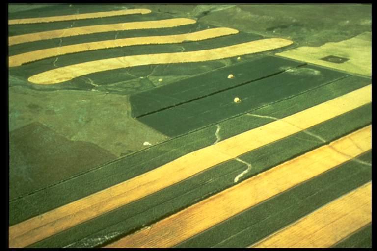 Strip cropping is a method of alternating wide rows or strips of a crop with grasses or legumes.