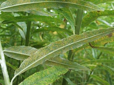 Improved resistance to leaf rust (J. Stenlid, B. Samils) Rust on susceptible material can cause great production losses (up to 40 %).
