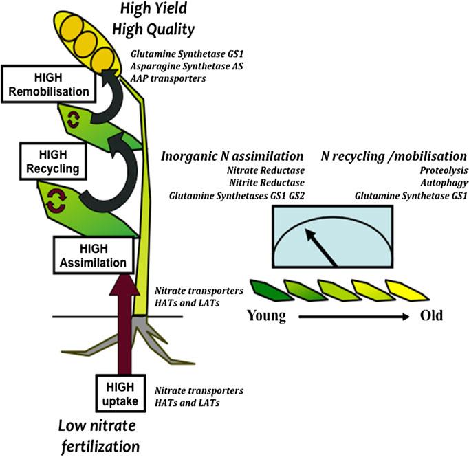 Plant breeding: Ideal crops Ideotype (cereal) Schematic representation of the ideal yielding plant