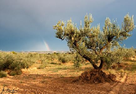 .. Mediterranian conditions: Poor soils Erosion Desertification