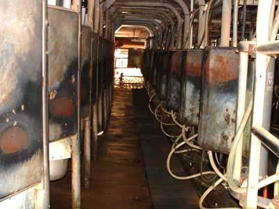 parlor Next, the cows are placed in the milking