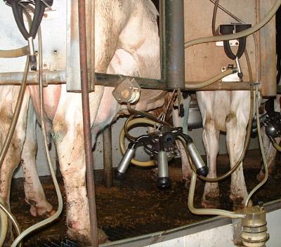 The Farm (WRITE THESE STEPS IN YOUR OWN WORDS) Milking unit The cows are lined