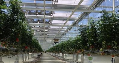 Leaders in High-Tech, Low-Cost Vertically Integrated Greenhouse Growing Experts in agricultural product safety 750