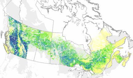 The future: susceptible hosts Pine volume declines in central Canada Reduced probability of sustained epidemic Lower rate of spread Pine