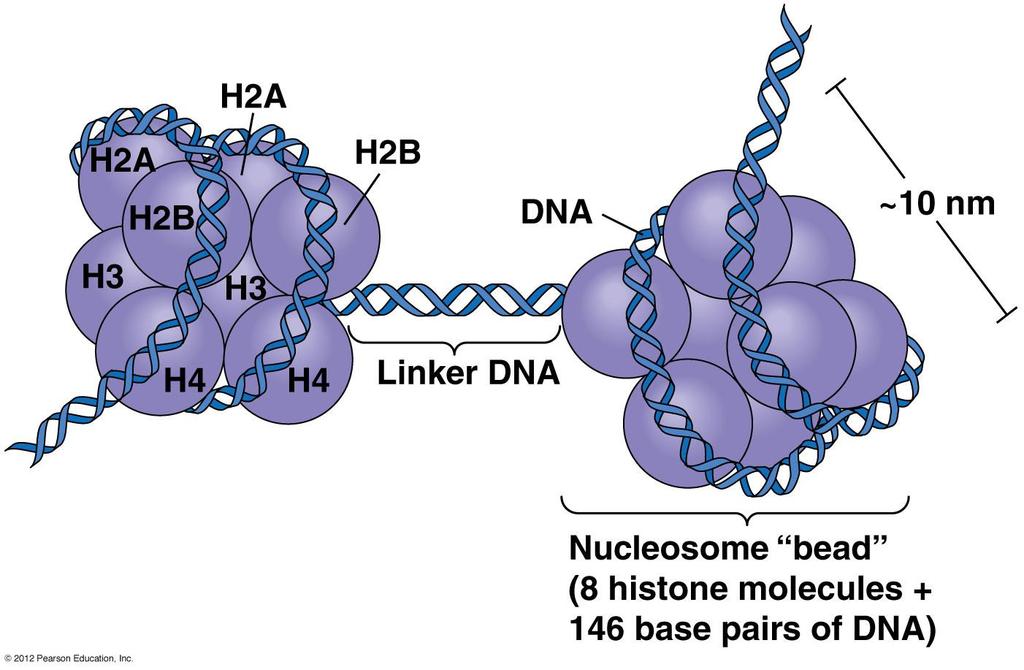 DNA histones nucleosomes chromosomes Organization of DNA In