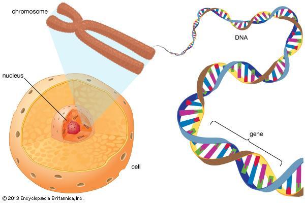 Replication copying DNA Replication copying DNA to supply new cells