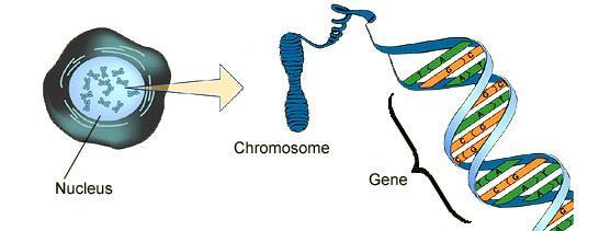 Human DNA (As Chromosomes) 23