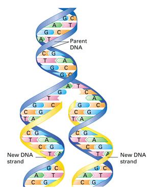 Steps of DNA Replication S phase 1. Helicase carefully unwinds double helix of DNA, revealing replication fork 2.